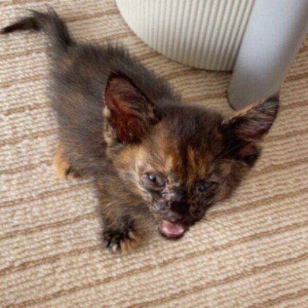 保護して1週間ほどのまるちゃん