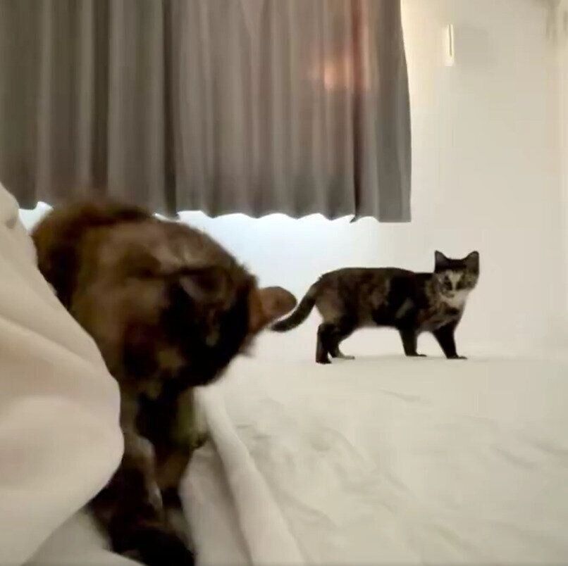朝、飼い主さんのまわりをウロウロするわさびちゃんとねぎちゃん