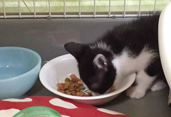 ゴハンを食べる猫