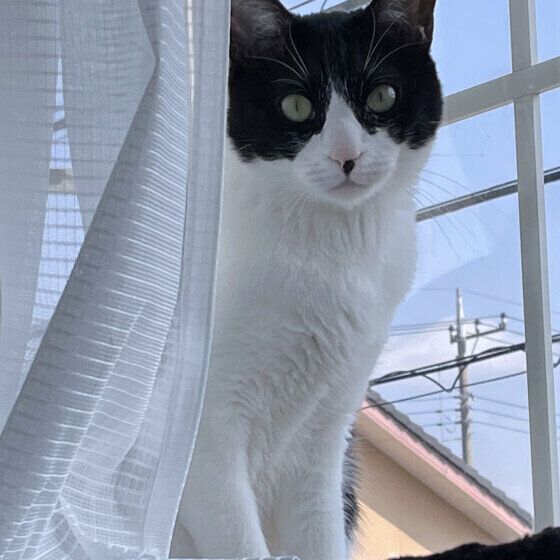 カーテンの中にいるMIX黒×白のみるくくん