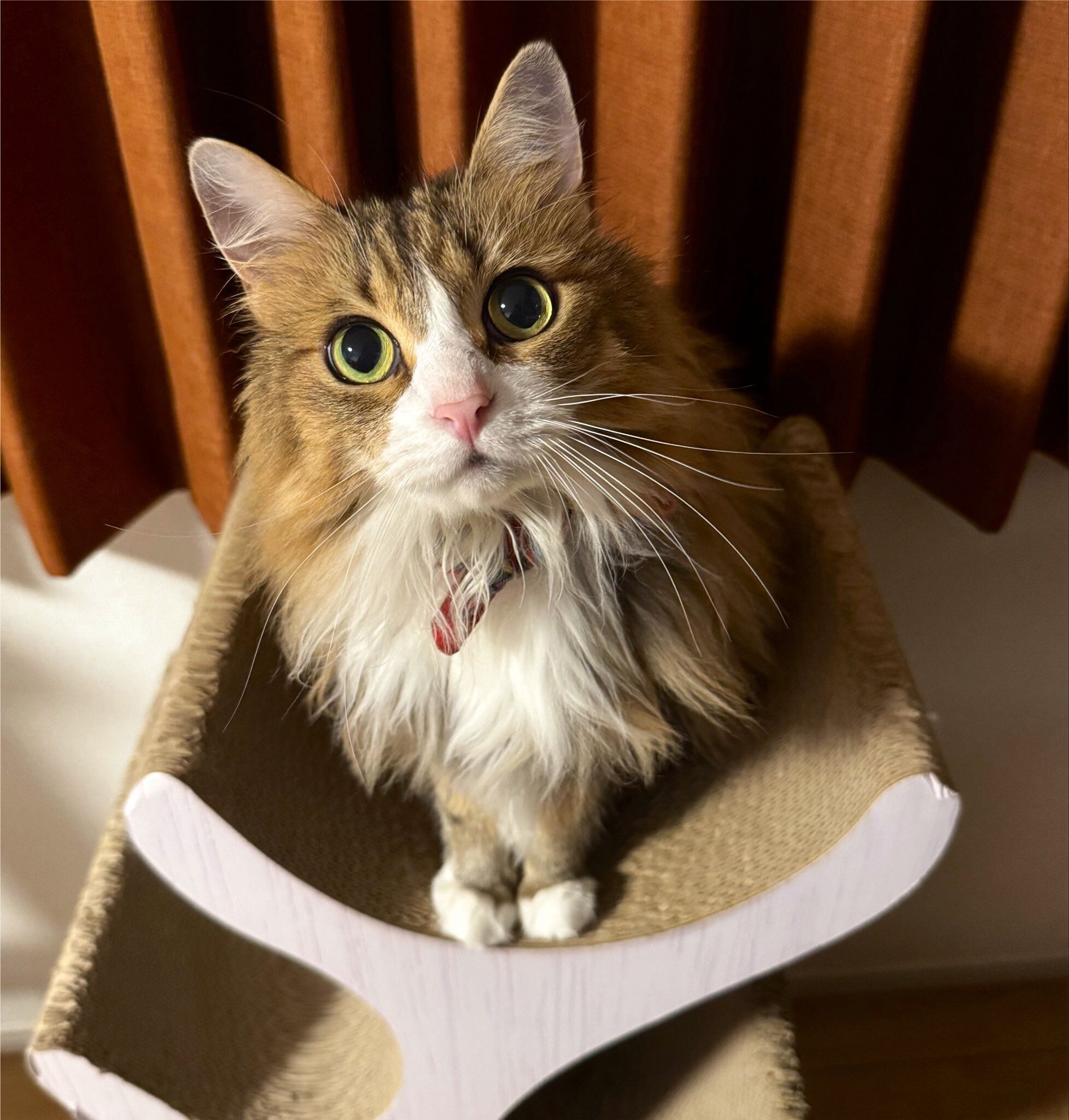 飼い主を見つめる猫