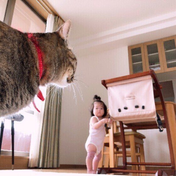 キジトラのくむちゃん