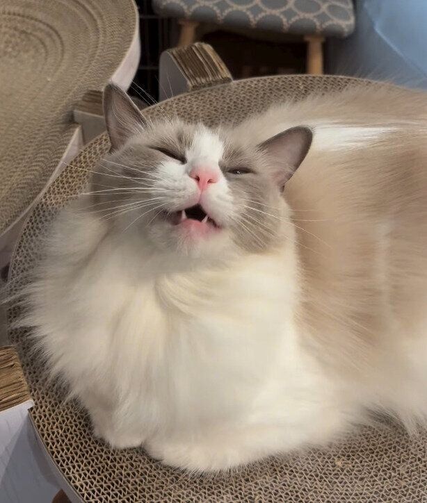 飼い主を見るラグドール