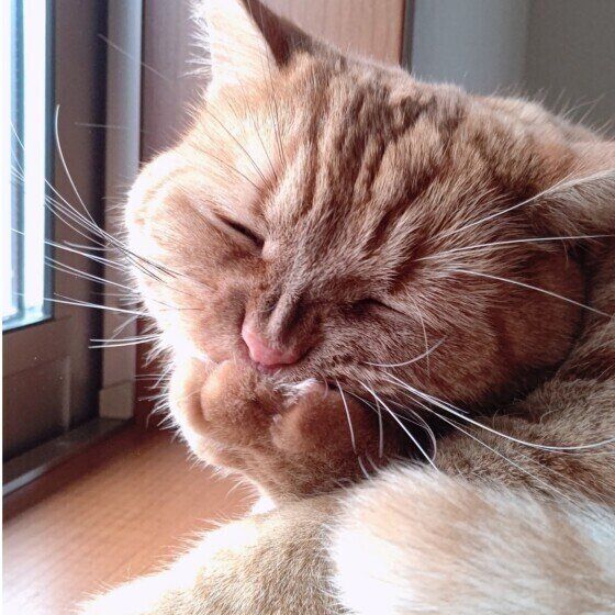 前足をグルーミングするアメリカンショートヘア