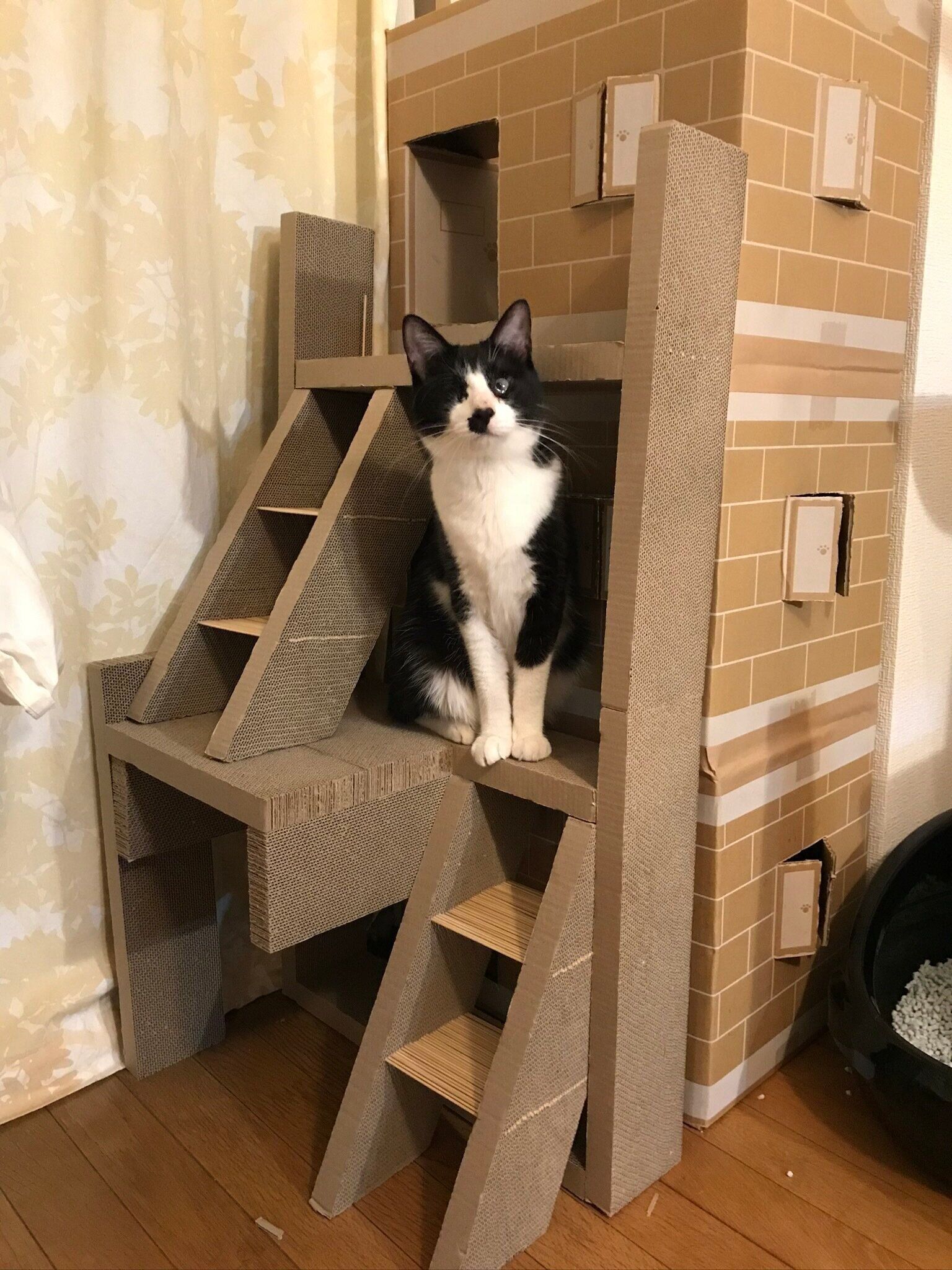 ねこのきもちWEB MAGAZINE ねこの日企画「MEN'S CAT」