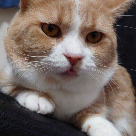 マンチカンのドラちゃん