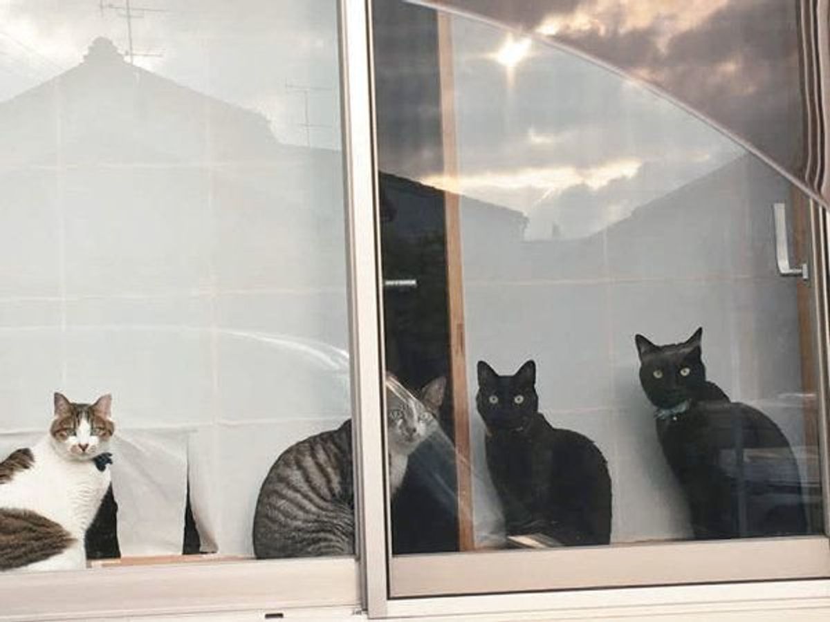 窓越しの猫 たちの気持ち 専門家が読み解いてみると ねこのきもちweb Magazine 窓越しの猫 たちの気持ち 専門家が読み解いてみると ねこのきもちweb Magazine