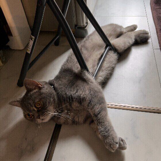 スコティッシュフォールドのもこくん