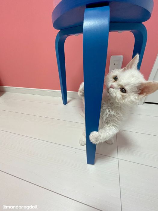 椅子の脚につかまっているセルカークレックスの子猫