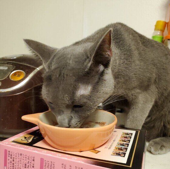 ゴハンを食べるロシアンブルー