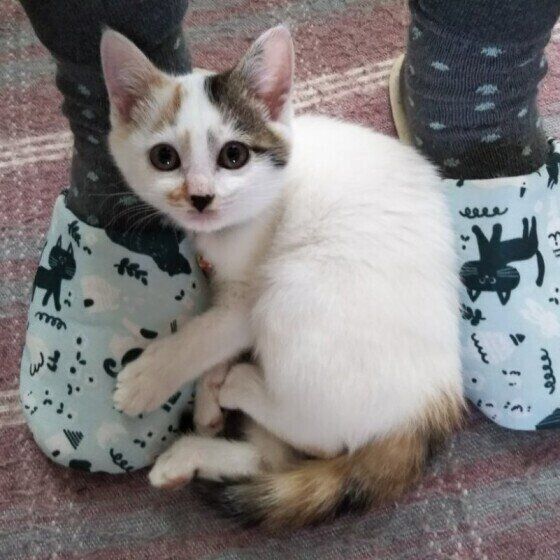 スリスリする三毛のベルちゃん