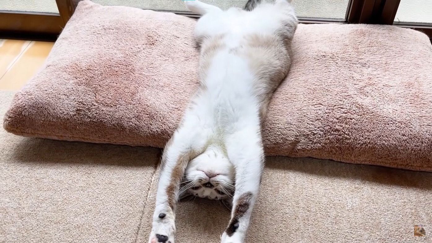 みんなに愛されて完全に野生を忘れた末っ子猫 くつろぐ姿がキュートすぎる ねこのきもちweb Magazine みんなに愛されて完全に野生を忘れた末っ子猫 くつろぐ姿がキュートすぎる ねこのきもちweb Magazine