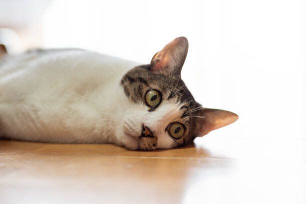 床に横たわる猫