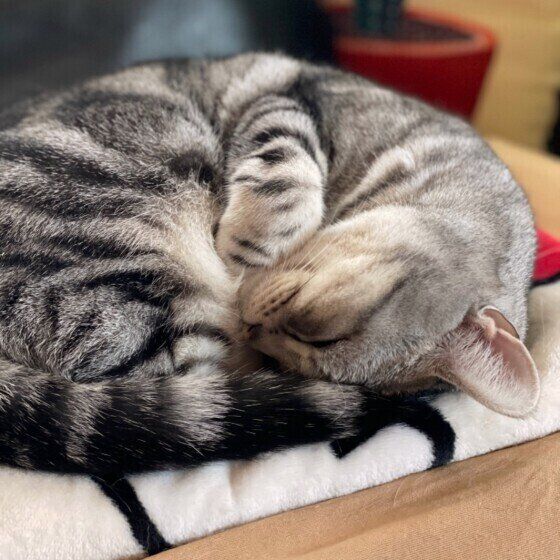 アメリカンショートヘアのリヴァイちゃん