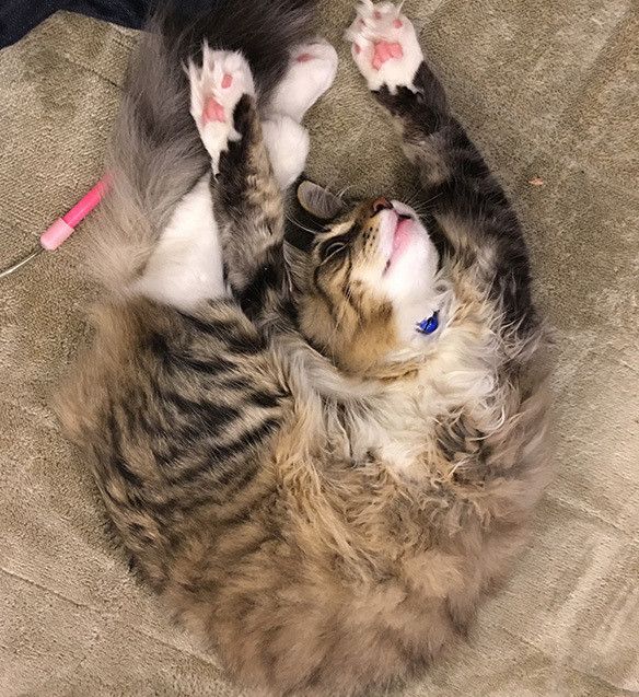 やわらかニャンコ