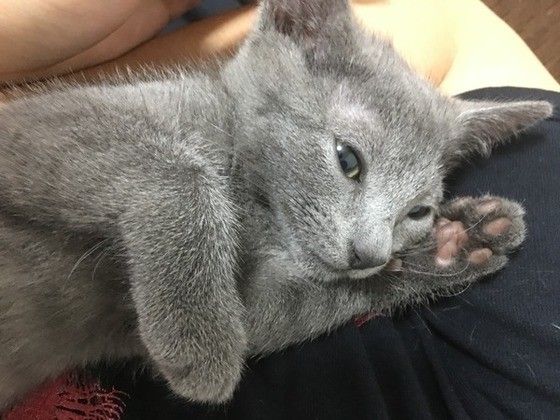 くつろぐロシアンブルー