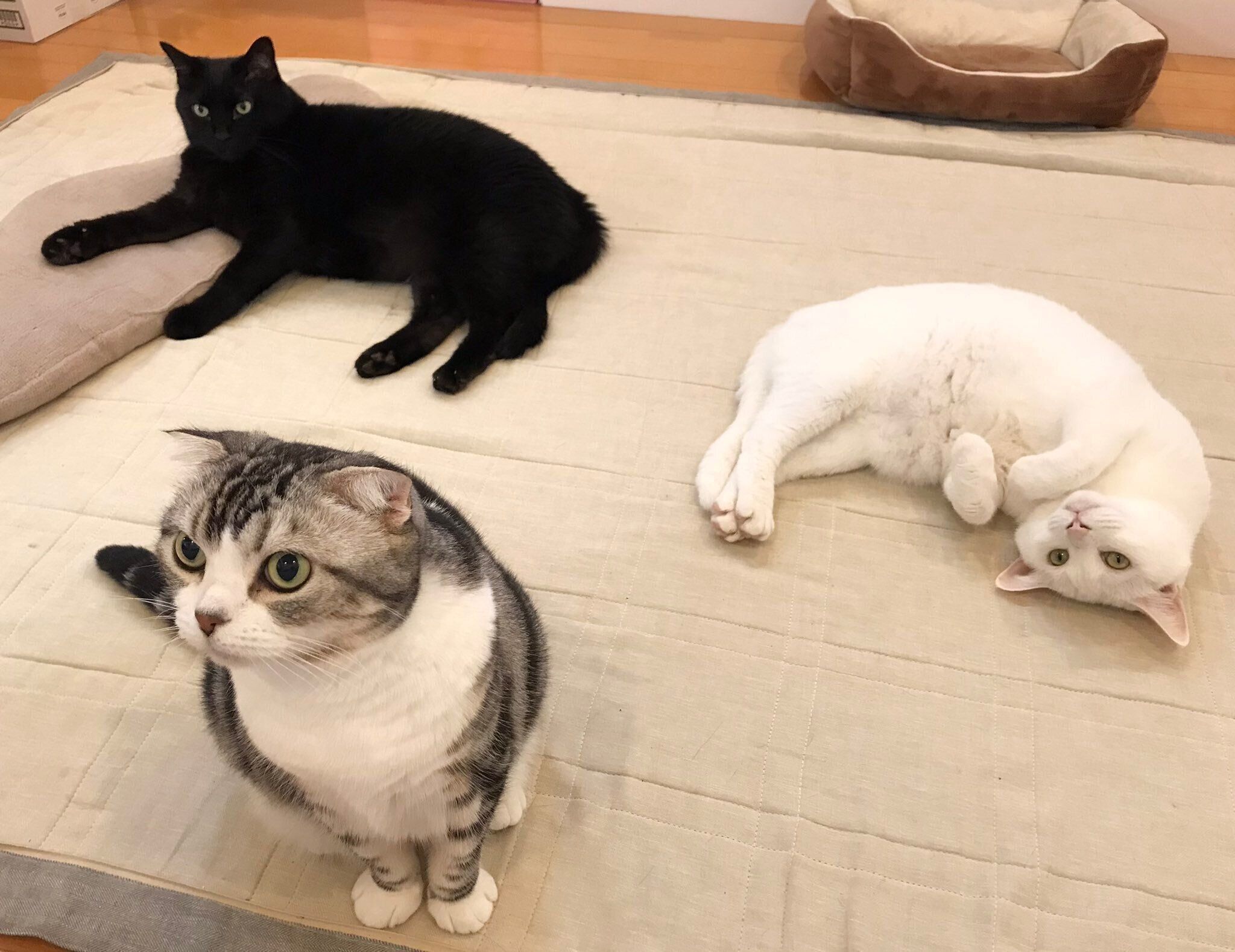 くつろいでいる3匹の猫