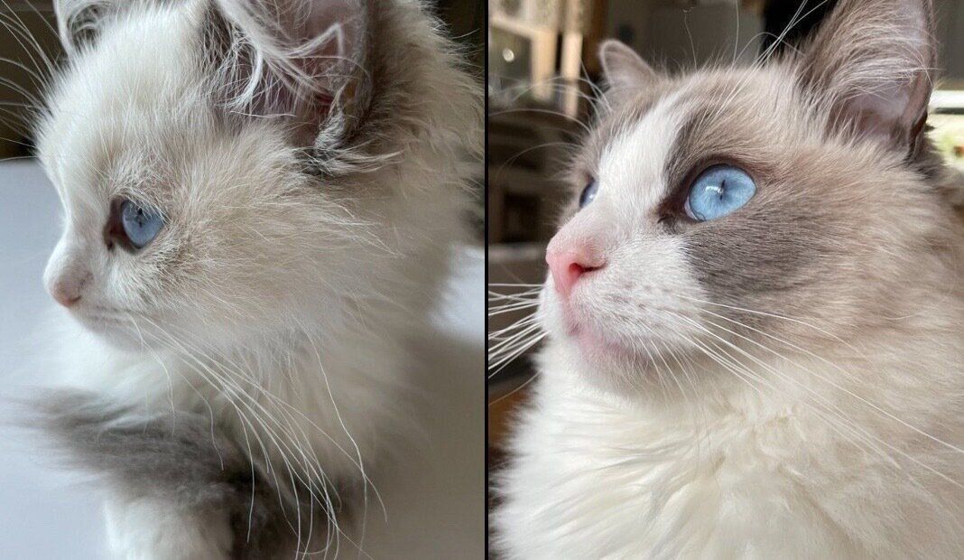 ジニくんの成長ビフォーアフター写真