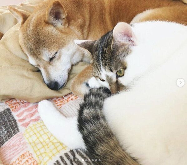 寄り添うちくわくんとリンタローくん