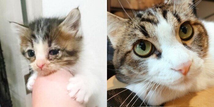 子猫時代と現在のうにくん