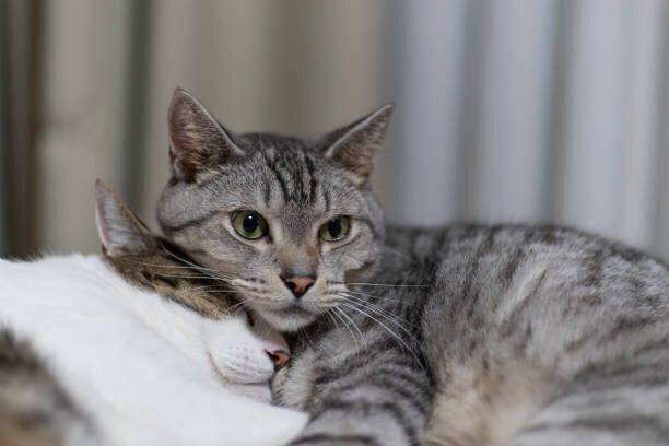 2匹の猫がくつろいでいる