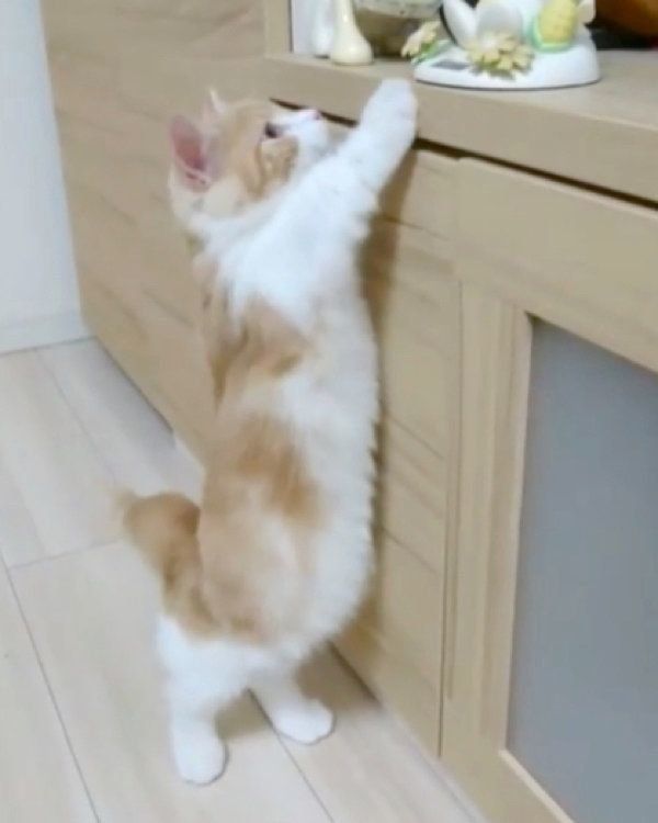 後ろ足で立つミヌエット