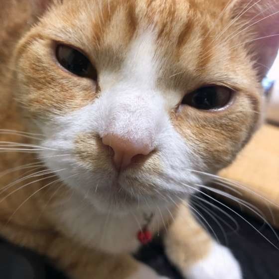 カメラ目線のスコティッシュフォールド