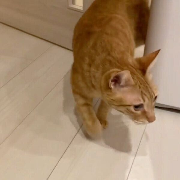 ドアから出てくるちのくん