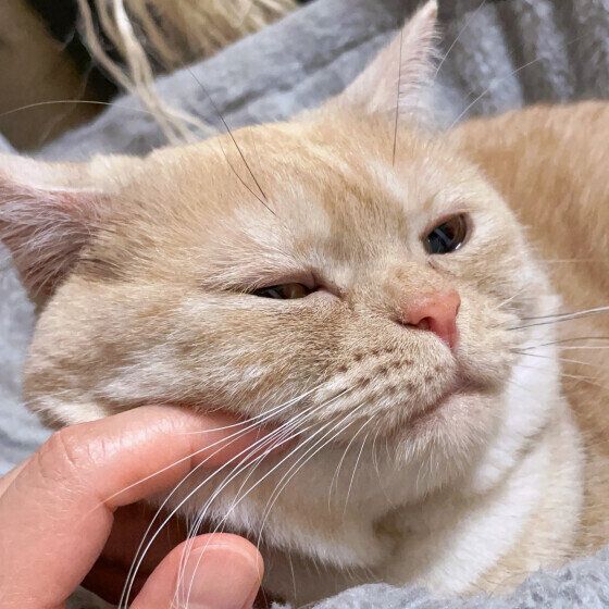 マンチカンのつむぎちゃん♪