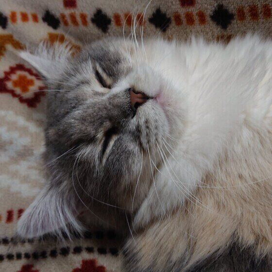 寝ているサバトラのあめちゃん