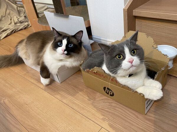 箱の中に入るコテツくん、まるくん