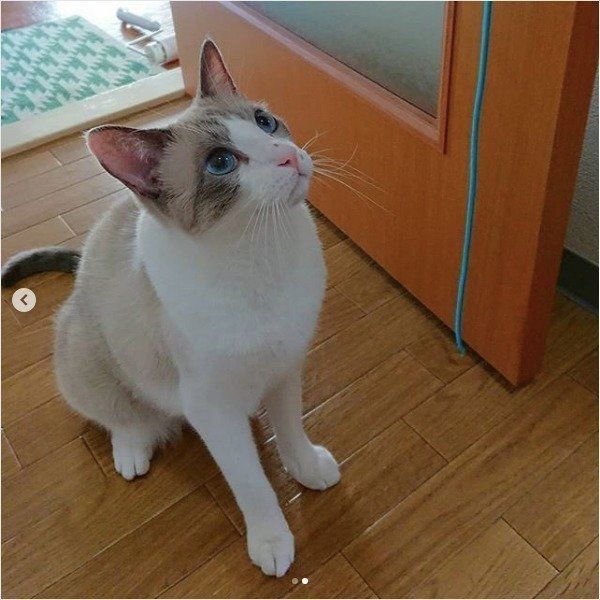 オリエンタルショートヘアー