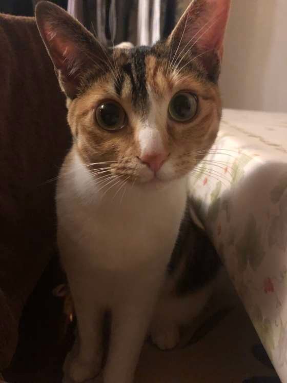 ミケのみけちゃん