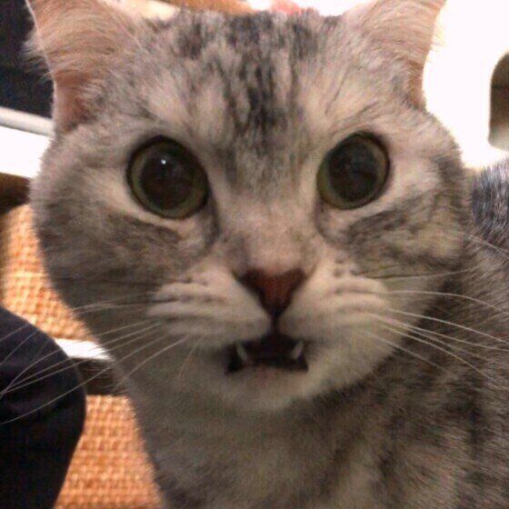 マンチカンのこまめちゃん