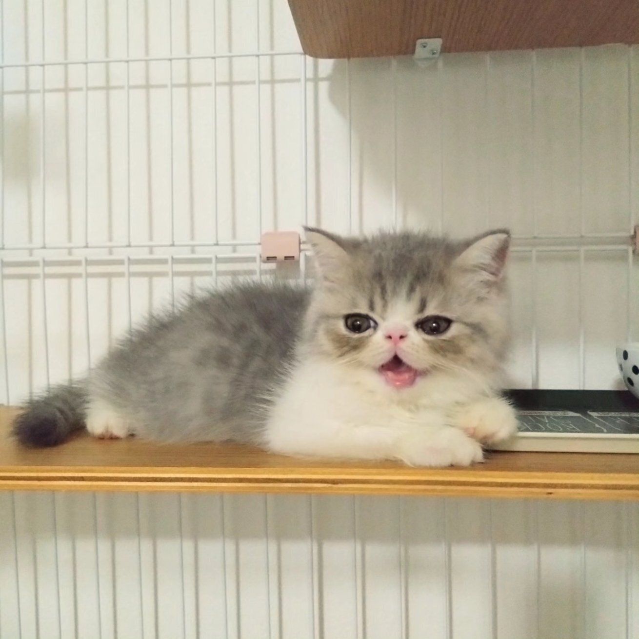 ケージの中に座るエキゾチックショートヘアの子猫