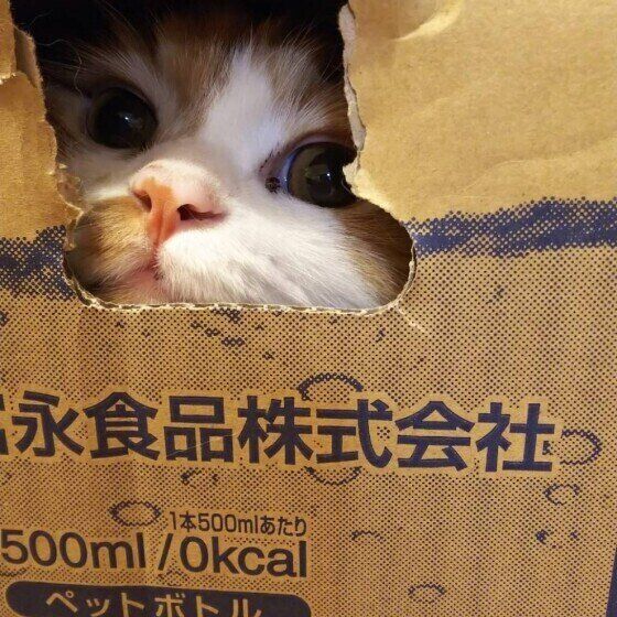 見つめるスコティッシュフォールド・ロングヘア