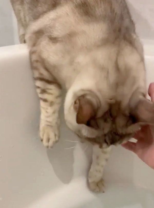 飼い主さんに注意されるレオちゃん