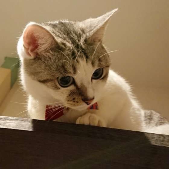 台の上から覗き込むミケ猫