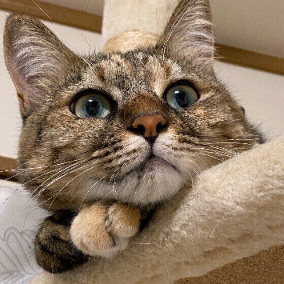 キジトラ猫の麦ちゃん