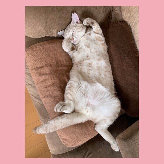 へそ天で眠る茶トラ猫