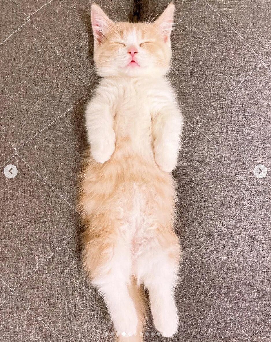 ヘソ天するみりんちゃん