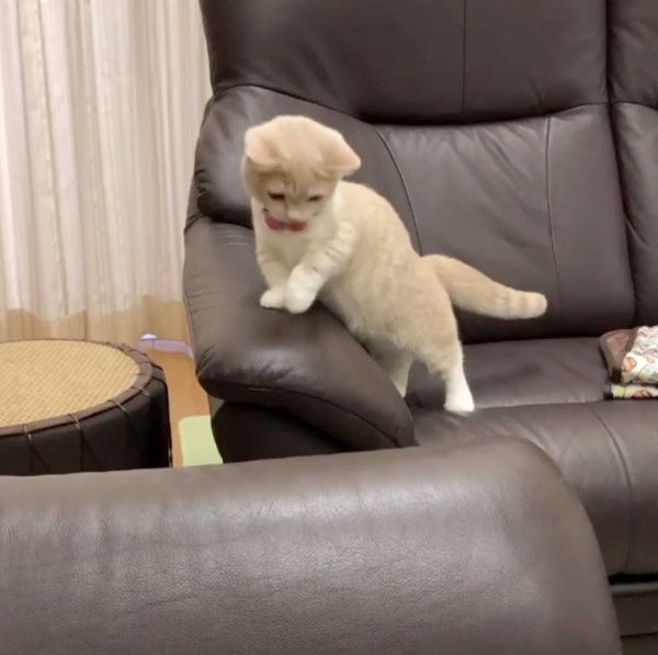 抜け毛と遊ぶ子猫