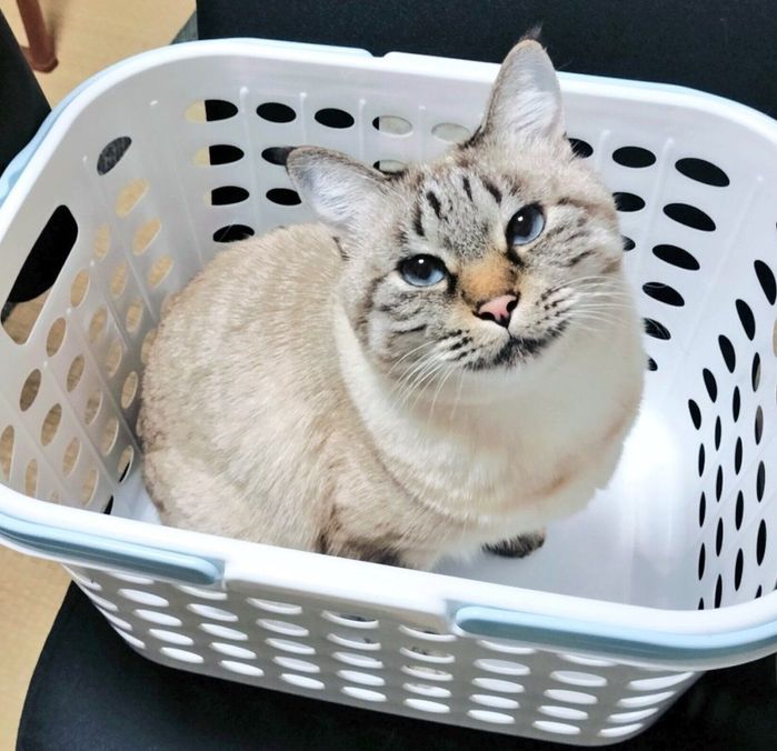 カゴの中に入るつむぎちゃん