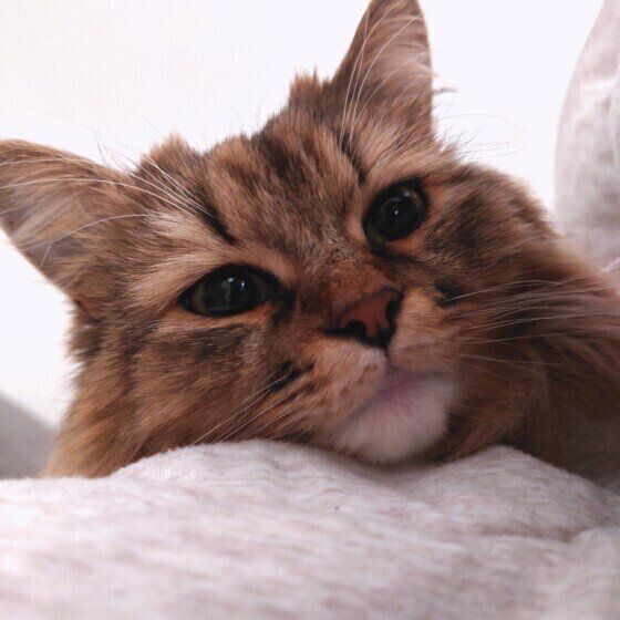 どこかを見つめるノラちゃん（ラガマフィン）