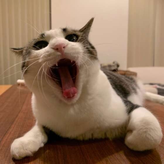 キジトラのキキちゃん