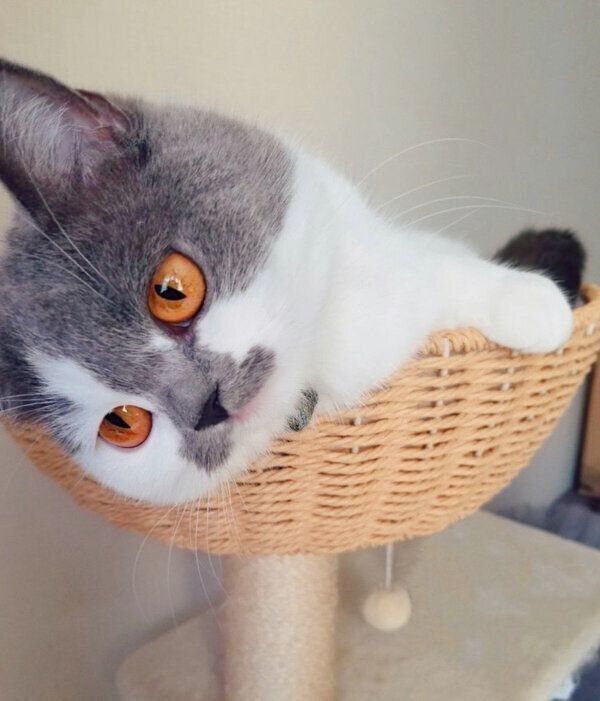 くつろぐさかもとちゃん