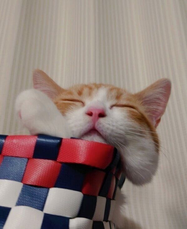 くつろぐおちゃまるくん