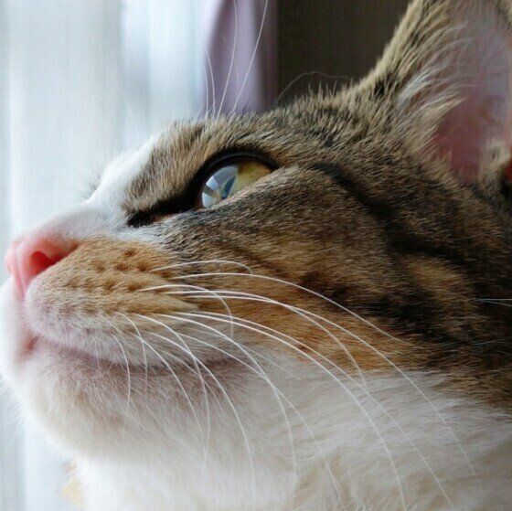 ミケのくるみちゃん