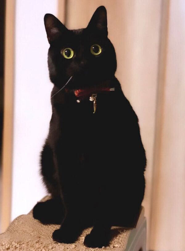 青い瞳が美しい保護子猫 成長して目の色が激変 神秘的な魅力を持つ黒猫の あるある話 を飼い主に聞いた ねこのきもちweb Magazine