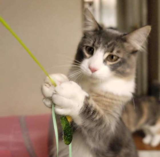 合掌するノルウェージアンフォレストキャット